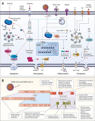 Emerging Insights on Caspases in COVID-19 Pathogenesis, Sequelae, and Directed Therapies